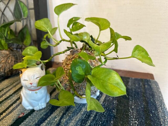 物販 毛糸の苔玉２